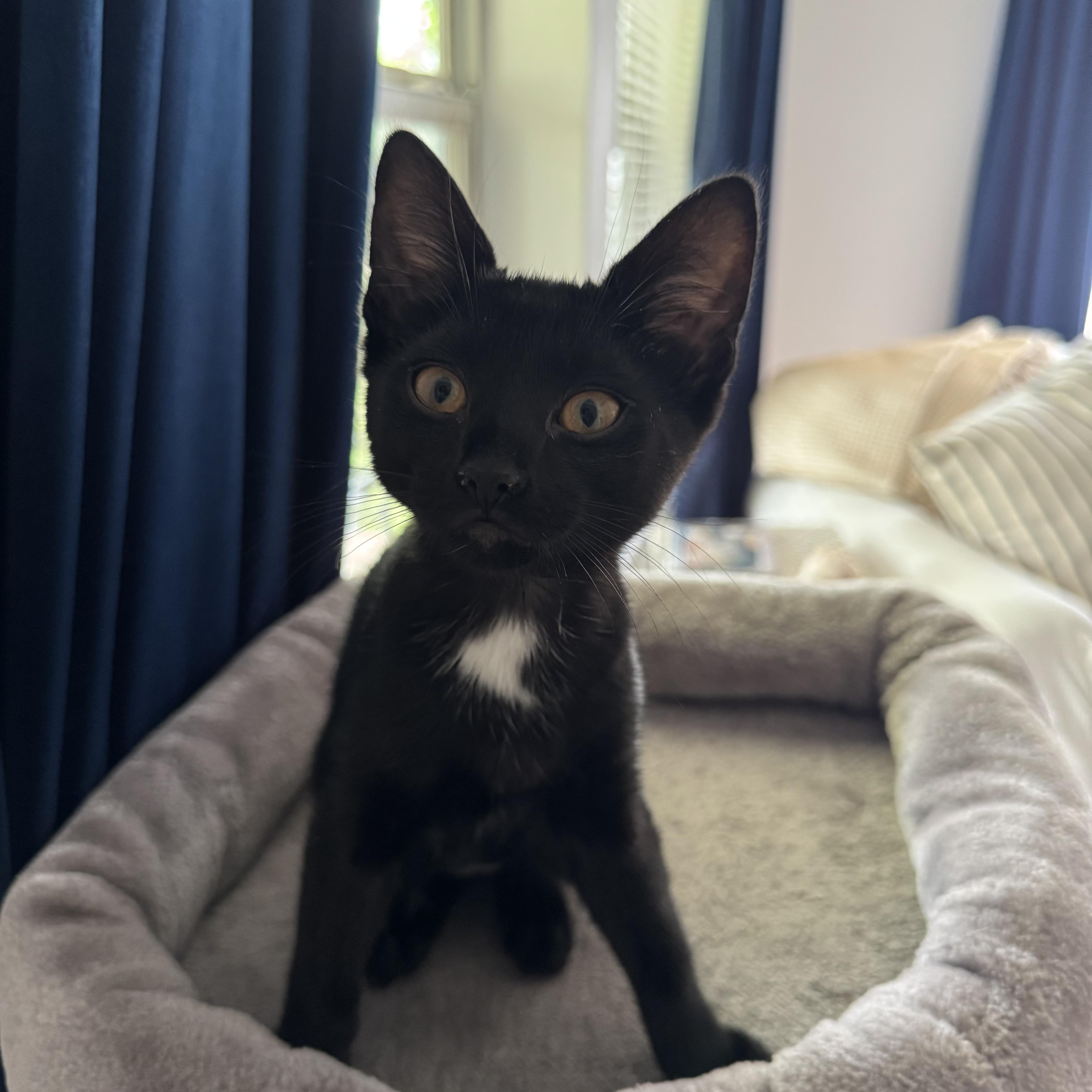A baby medium-sized male Black & White / Tuxedo Domestic Short Hair cat named Earl for adoption in Mississippi State, MS