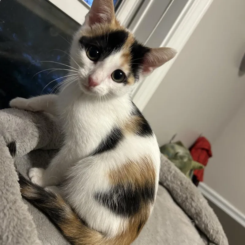 A baby small-sized female Calico Domestic Short Hair cat named Cayenne for adoption in Evansville, IN