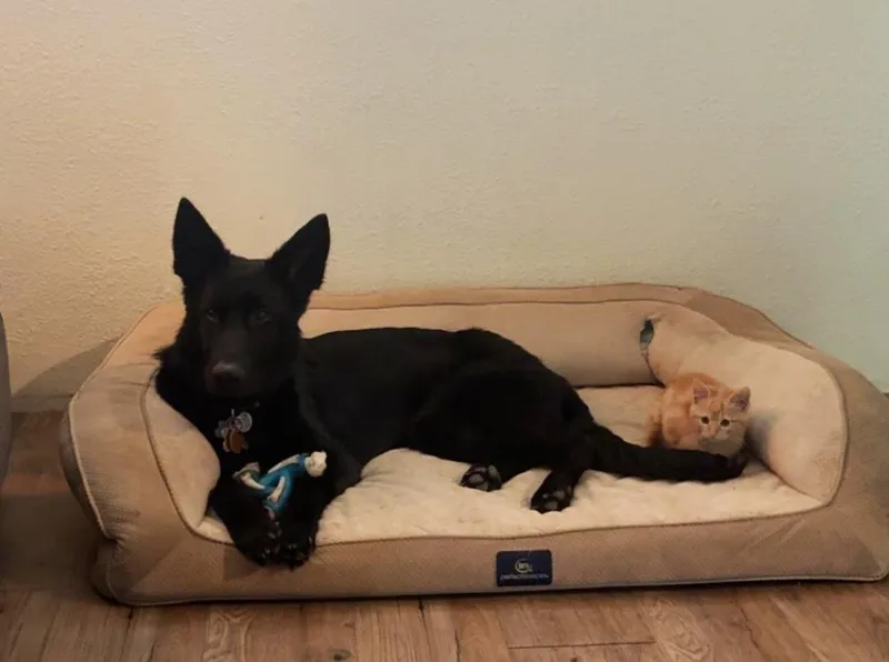 An adult medium-sized male Black German Shepherd Dog dog named Coju for adoption in Manhattan, KS