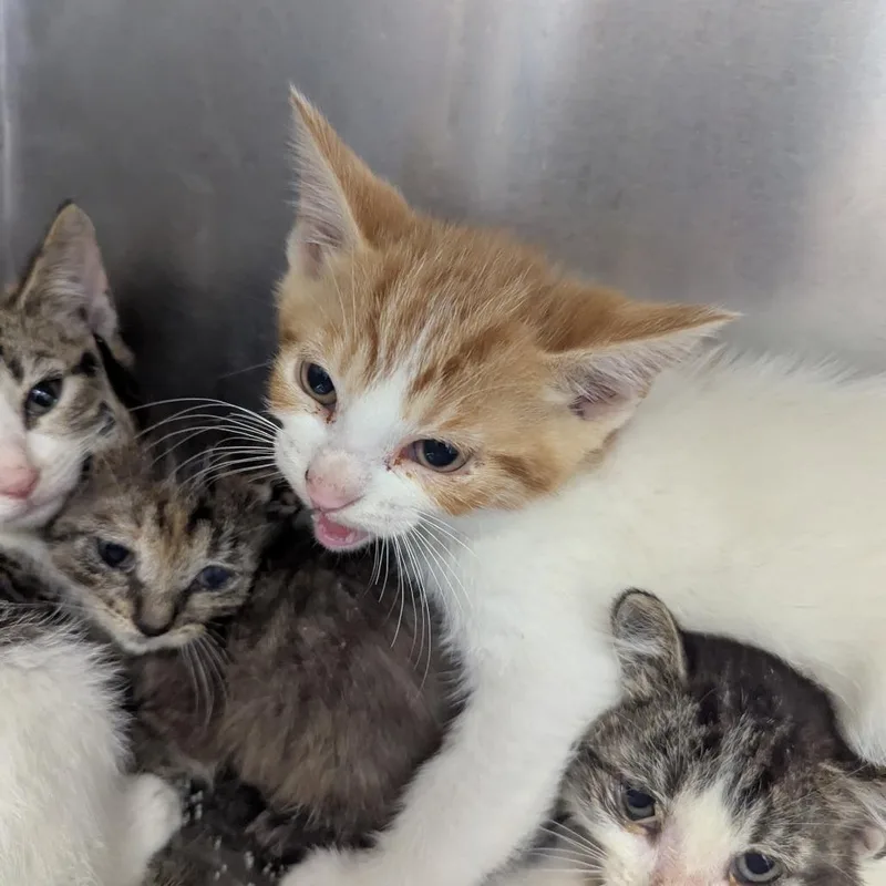 A baby small-sized male Orange / Red Domestic Short Hair cat named Apollo for adoption in Jeffersonville, IN