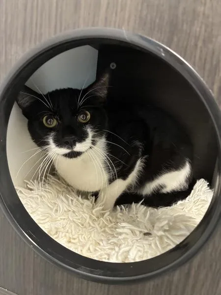 A young small-sized male Domestic Short Hair cat named Roly Poly for adoption in Salt Lake City, UT