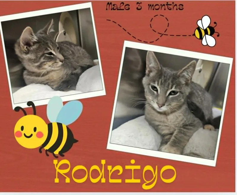 A baby small-sized male Domestic Short Hair cat named Rodrigo for adoption in Blountville, TN