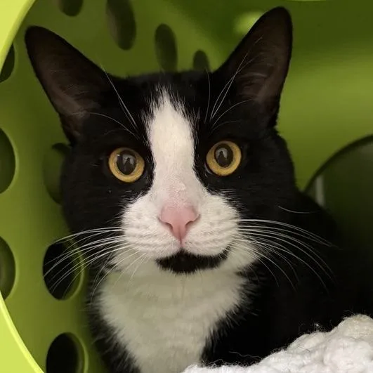 A young medium-sized male Black Domestic Short Hair cat named Rowan for adoption in Middletown, RI