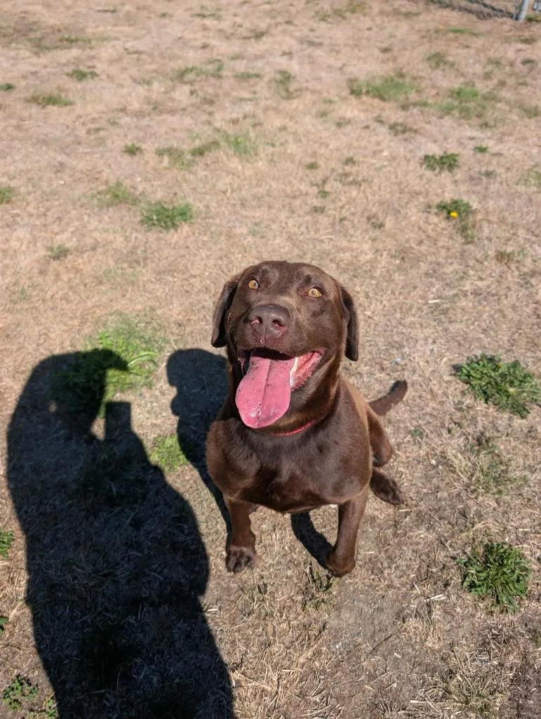 An adult large-sized male Labrador Retriever dog named Kreg for adoption in Coupeville, WA