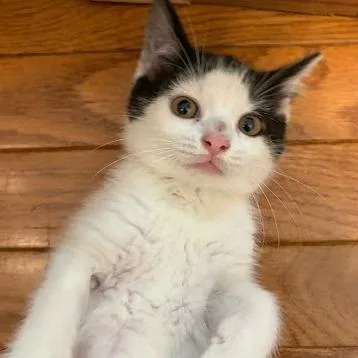 A baby small-sized female Black Domestic Short Hair cat named Silvermist for adoption in Belleville, IL
