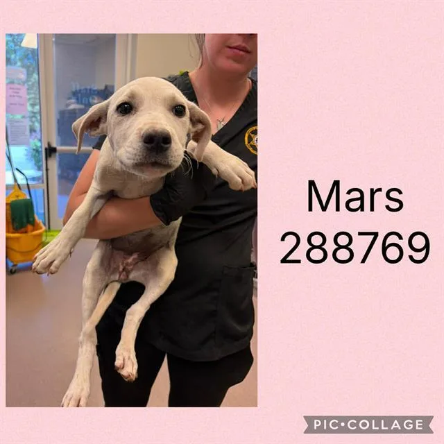 A baby small-sized female Mixed Breed dog named Mars for adoption in Macon, GA