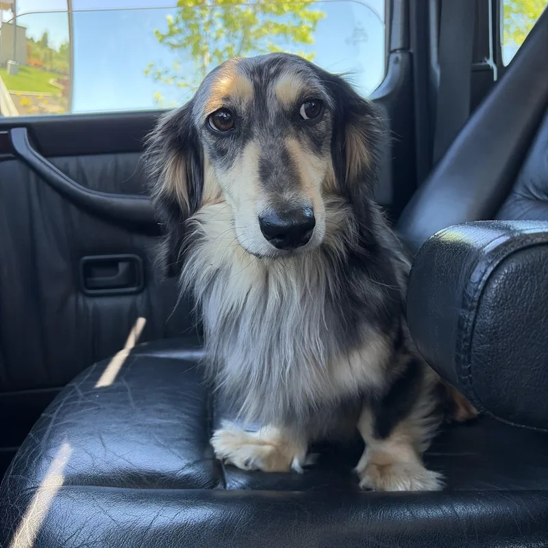 A young small-sized male White / Cream Dachshund (Long Haired) dog named Max for adoption in Portland, OR