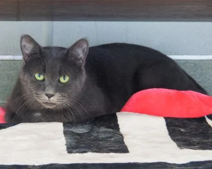 An adult small-sized male Domestic Short Hair cat named Gu Kyi for adoption in West Seneca, NY
