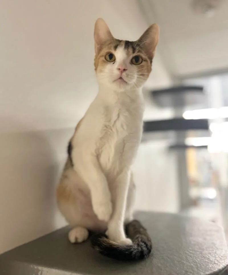 A young medium-sized female Calico Domestic Short Hair cat named Beans for adoption in Adrian, MI