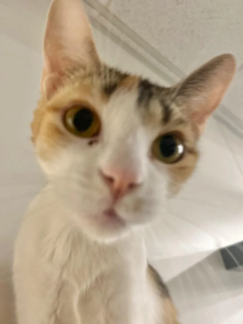 Beans thumbnail 4