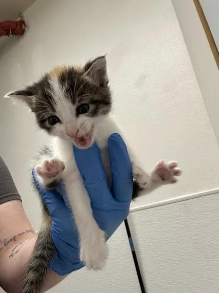 A baby medium-sized female Domestic Short Hair cat named Hoya  Bonded W for adoption in Silverdale, WA
