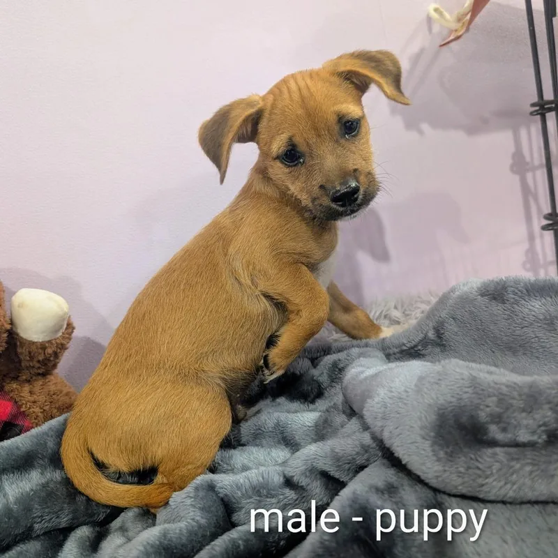 A baby small-sized male Chihuahua dog named Lil Two for adoption in West Plains, MO