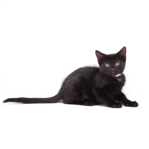 A baby medium-sized female Black Domestic Short Hair cat named Octillia for adoption in Florence, AZ