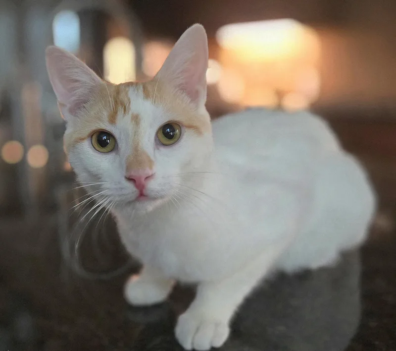 A young medium-sized male White Turkish Van cat named Emir for adoption in Houston, TX