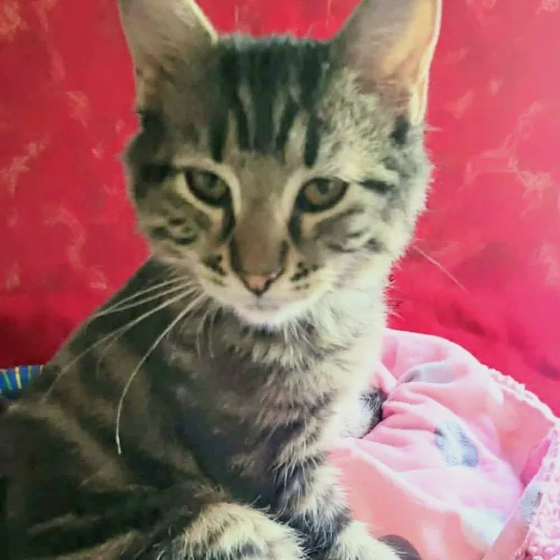 A young medium-sized female Domestic Medium Hair cat named Layla for adoption in Evergreen, CO