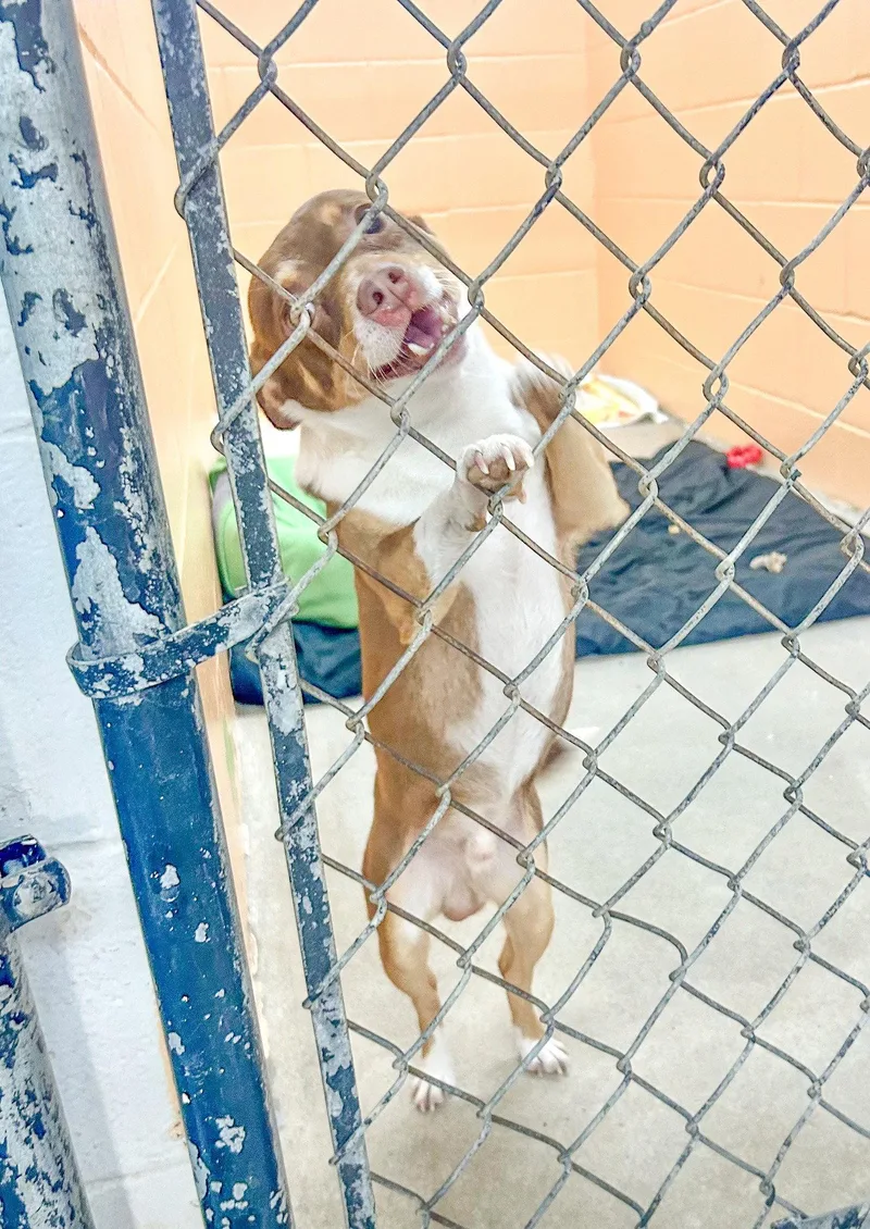 An adult medium-sized male Chihuahua dog named Peanut for adoption in Sanford, NC