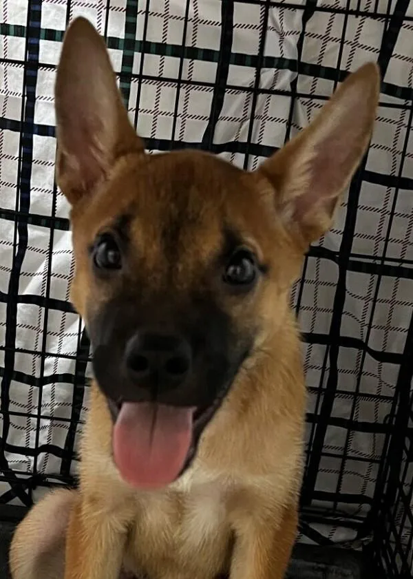 A young medium-sized male Shepherd dog named Nugget for adoption in El Cajon, CA