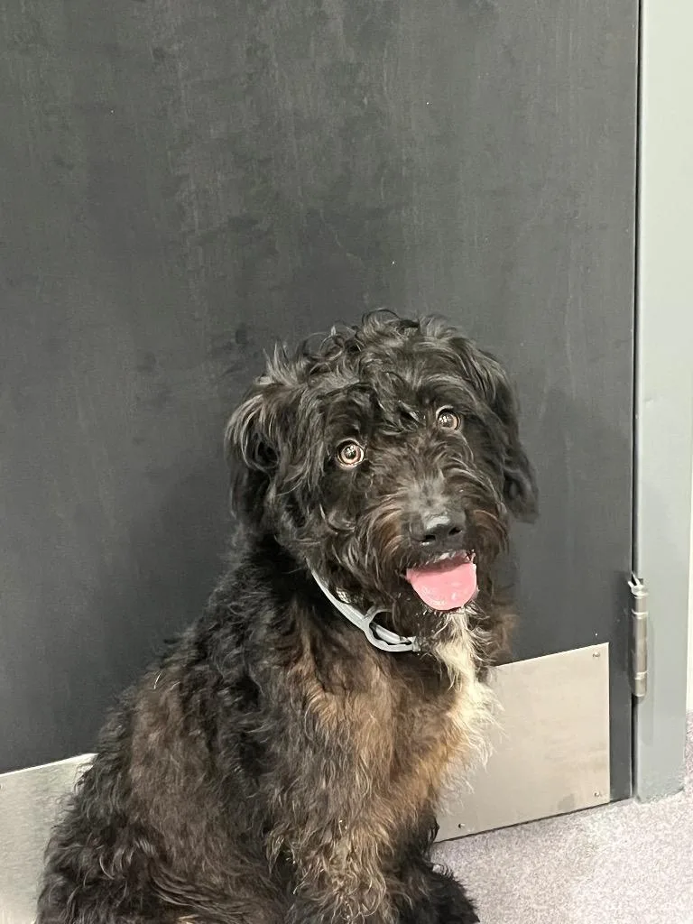 A young medium-sized male Irish Wolfhound dog named George for adoption in Benton, AR