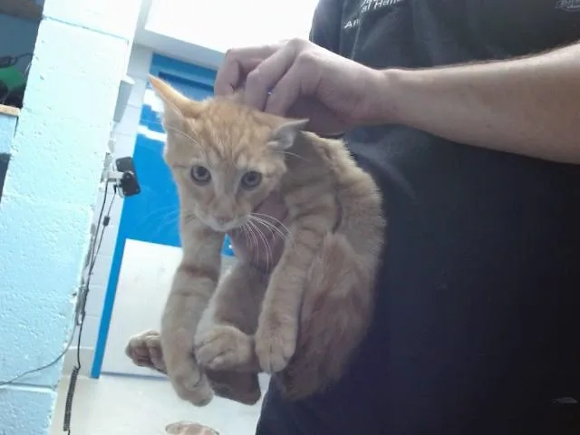 A baby small-sized male Domestic Short Hair cat named Vulcan for adoption in Albuquerque, NM