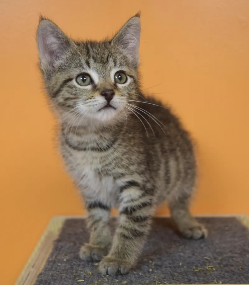 A baby medium-sized female Tabby (Buff / Tan / Fawn) Domestic Short Hair cat named Bacon for adoption in Muncie, IN