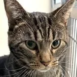 An adult large-sized male Domestic Short Hair cat named Spike for adoption in Santa Cruz, CA