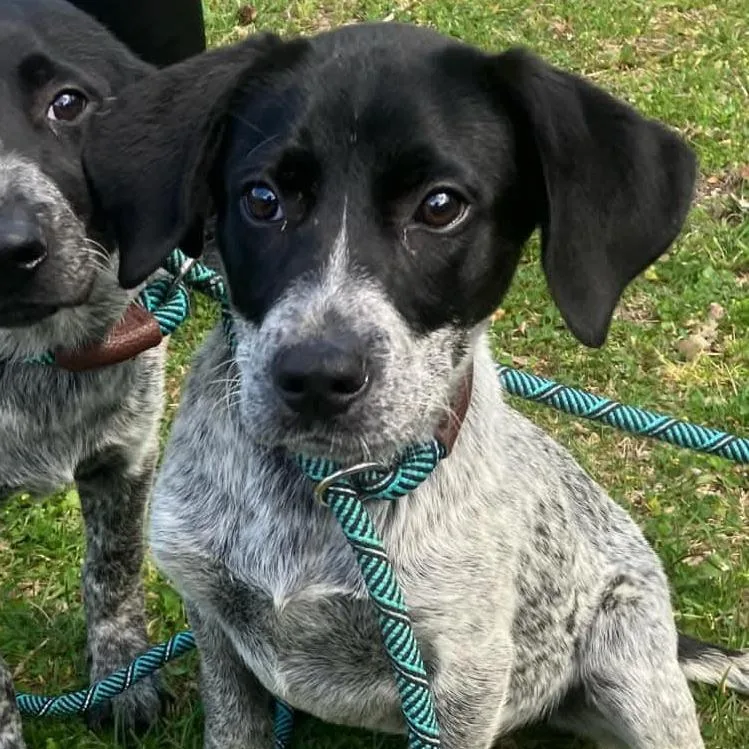 A baby small-sized female Black Australian Cattle Dog / Blue Heeler dog named Viola for adoption in Fairfax Station, VA