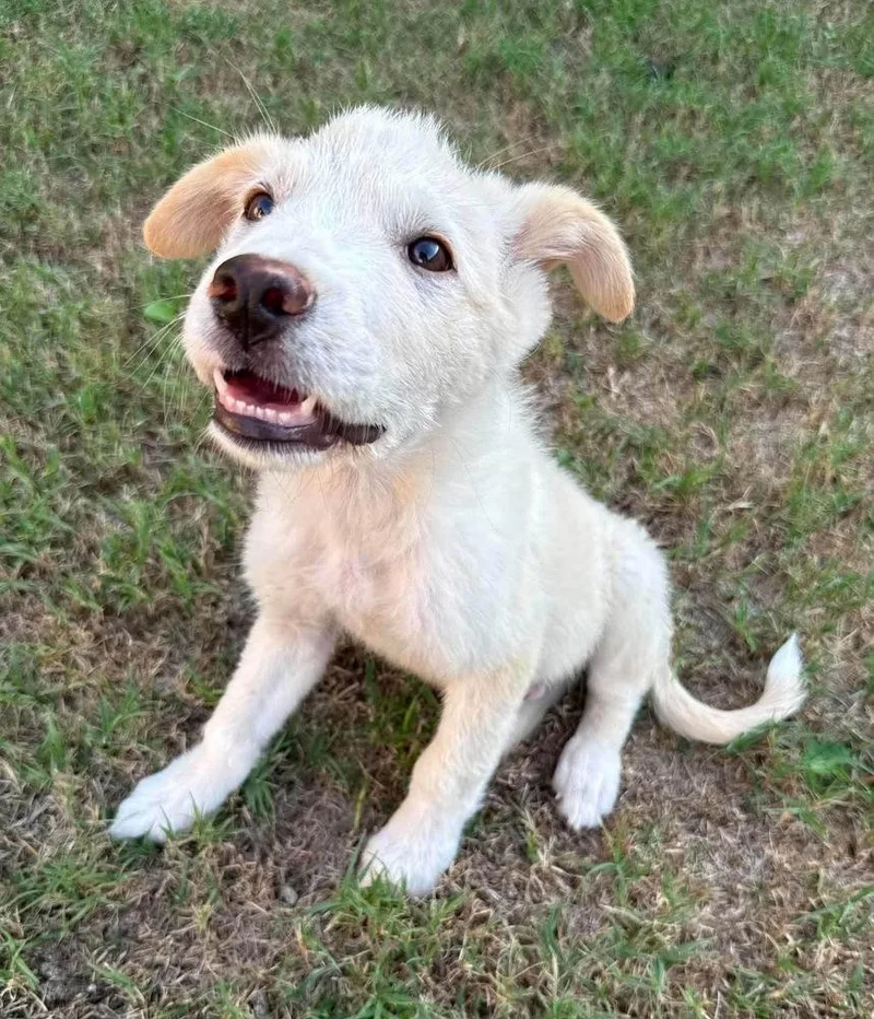 A baby large-sized male Border Collie dog named Hunter for adoption in Shawnee, OK
