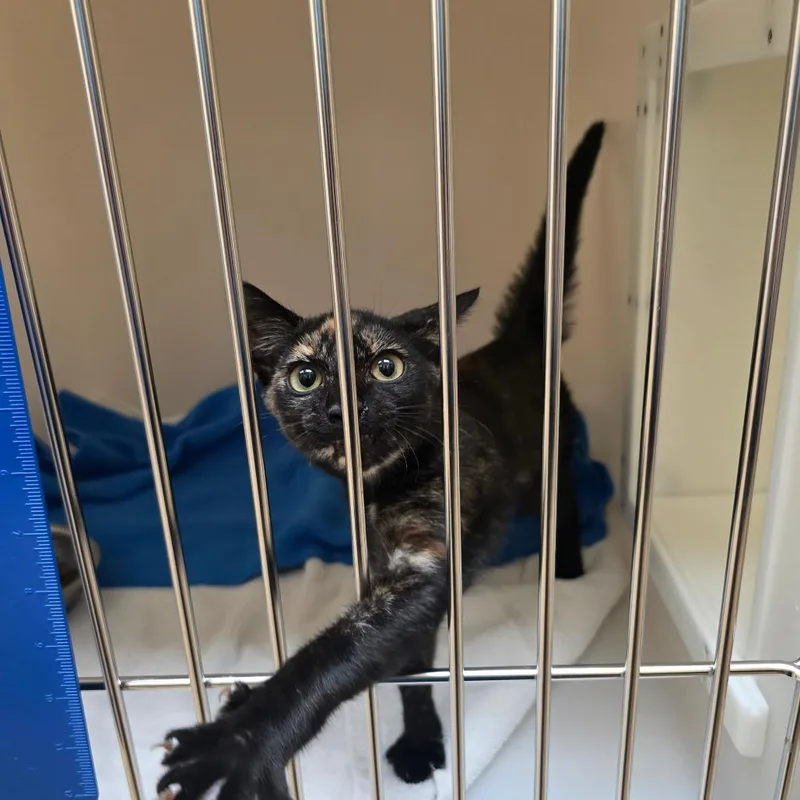 A baby small-sized female Tortoiseshell Domestic Short Hair cat named Pocahontas for adoption in Naples, FL