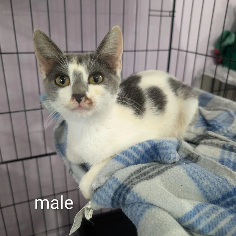 A baby small-sized male White Domestic Short Hair cat named Dragonfly for adoption in West Plains, MO