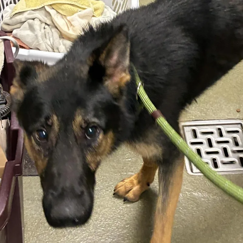 An adult medium-sized female Black German Shepherd Dog dog named 72241 for adoption in Harrisonburg, VA