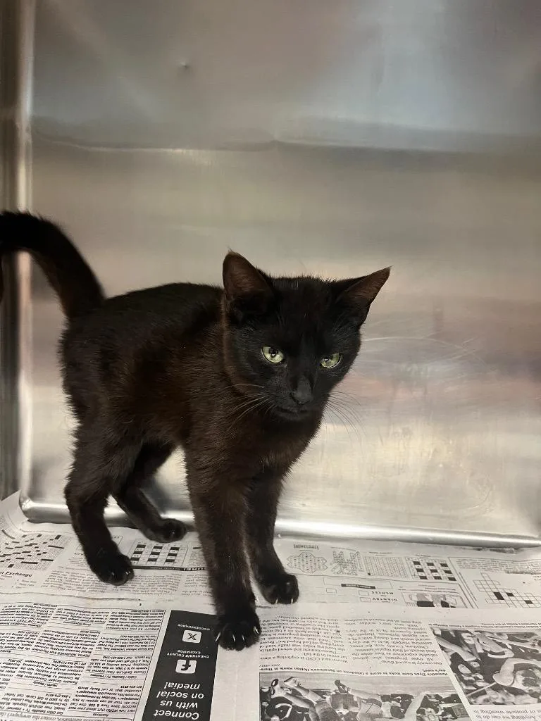 A baby medium-sized male Domestic Short Hair cat named Puma for adoption in Hopkinsville, KY