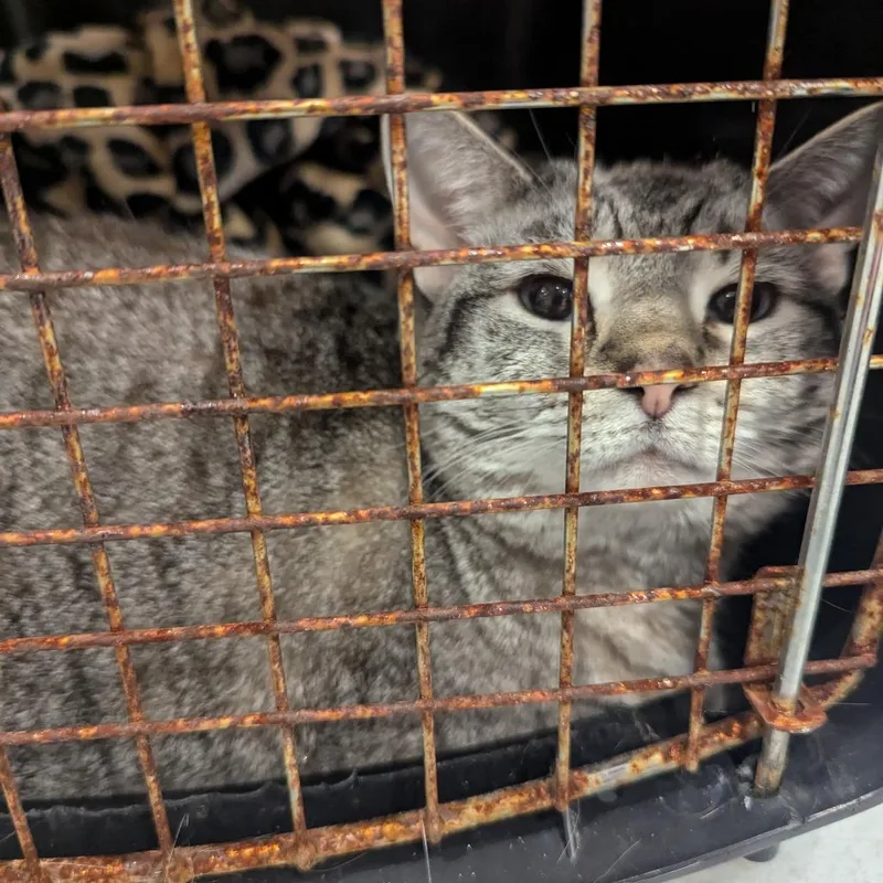 An adult large-sized female Gray / Blue / Silver Domestic Short Hair cat named Destiny for adoption in Charlottesville, VA
