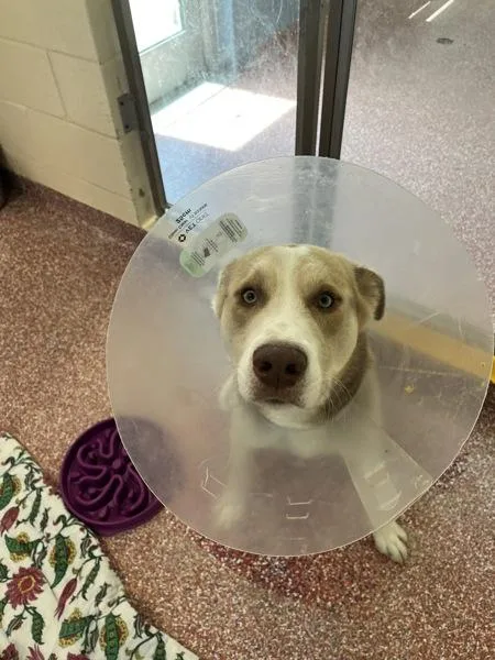 A young large-sized male Siberian Husky dog named Wemby for adoption in Stratham, NH