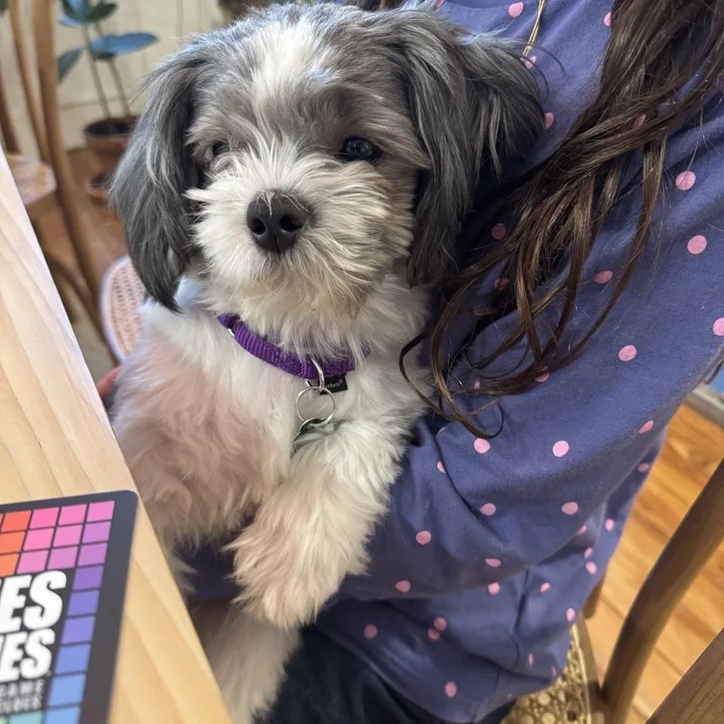 An adult small-sized male Shih Tzu dog named Milo for adoption in Brooklyn, NY