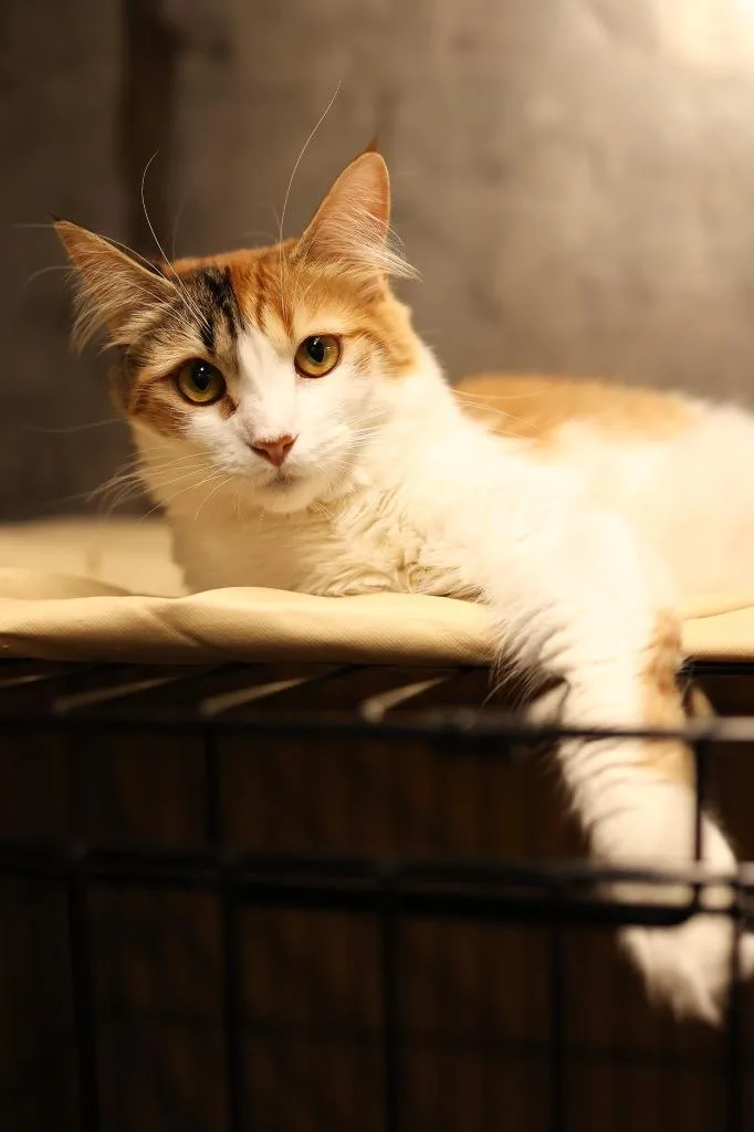 A young medium-sized female Calico Domestic Medium Hair cat named Elysia for adoption in Mira Loma, CA