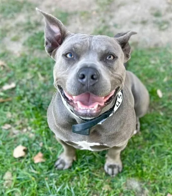 An adult medium-sized female Pit Bull Terrier dog named Storm for adoption in Riverside, CA