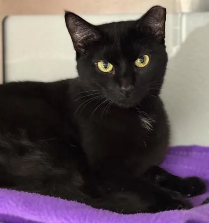 An adult medium-sized female Domestic Short Hair cat named Lillypad for adoption in Venice, FL