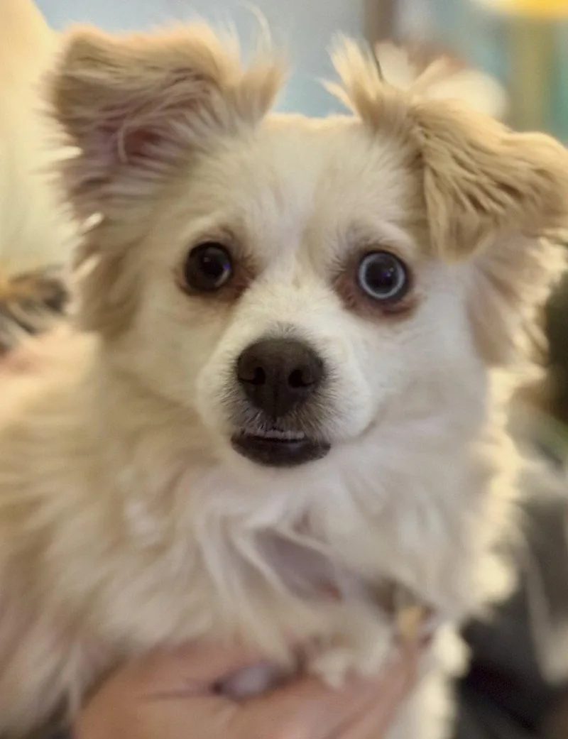 An adult small-sized female Chihuahua dog named Luna for adoption in Omaha, NE