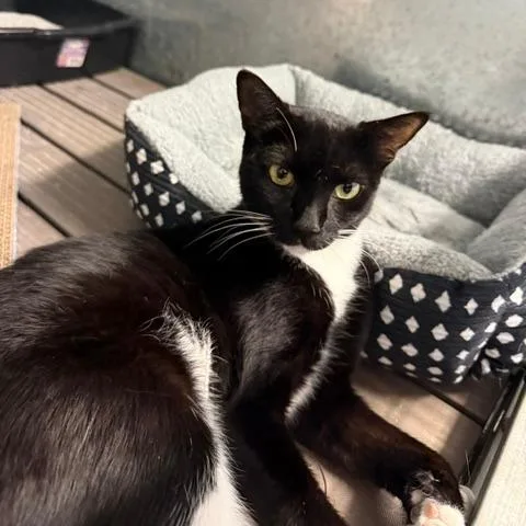 A young small-sized female Black Domestic Short Hair cat named Sheba JR for adoption in Port Aransas, TX