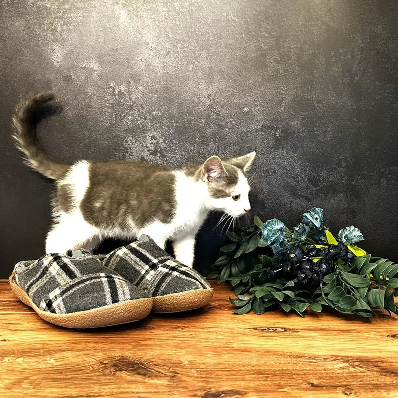 A baby small-sized male White Domestic Short Hair cat named Mary Jane's Slipper for adoption in Chantilly, VA
