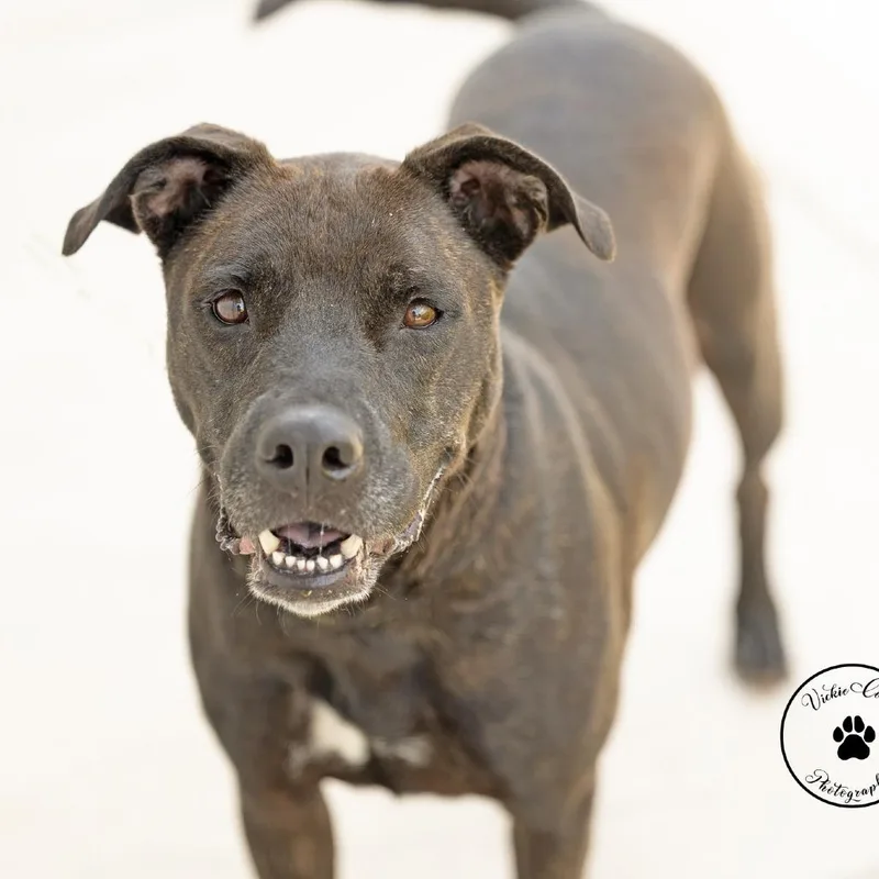 An adult medium-sized female Black Labrador Retriever dog named Molly Mae for adoption in Abilene, TX