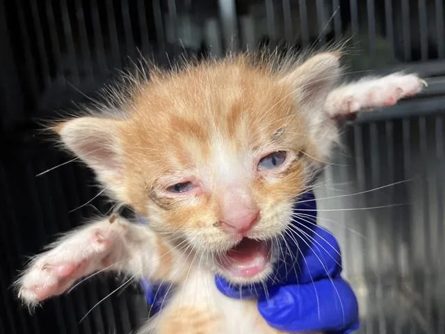 A baby small-sized male Domestic Short Hair cat named Ben for adoption in Dallas, TX
