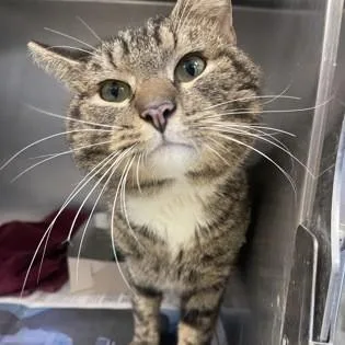 An adult medium-sized male Tabby (Brown / Chocolate) Domestic Short Hair cat named Tater for adoption in Phoenixville, PA