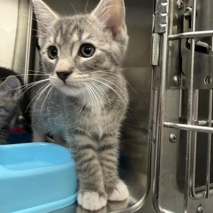 A baby small-sized male Gray / Blue / Silver Domestic Short Hair cat named August for adoption in Grantsville, UT