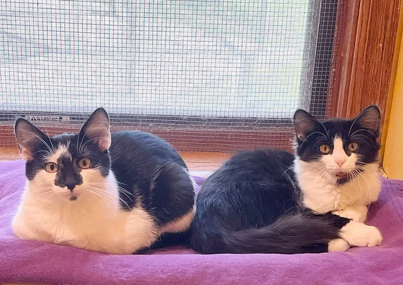 A baby medium-sized male Black & White / Tuxedo Domestic Short Hair cat named Lonnie for adoption in Parkville, MO