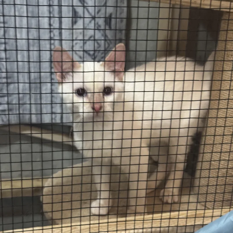 A baby medium-sized male Flame Point Siamese cat named Lil Flame for adoption in Lees Summit, MO