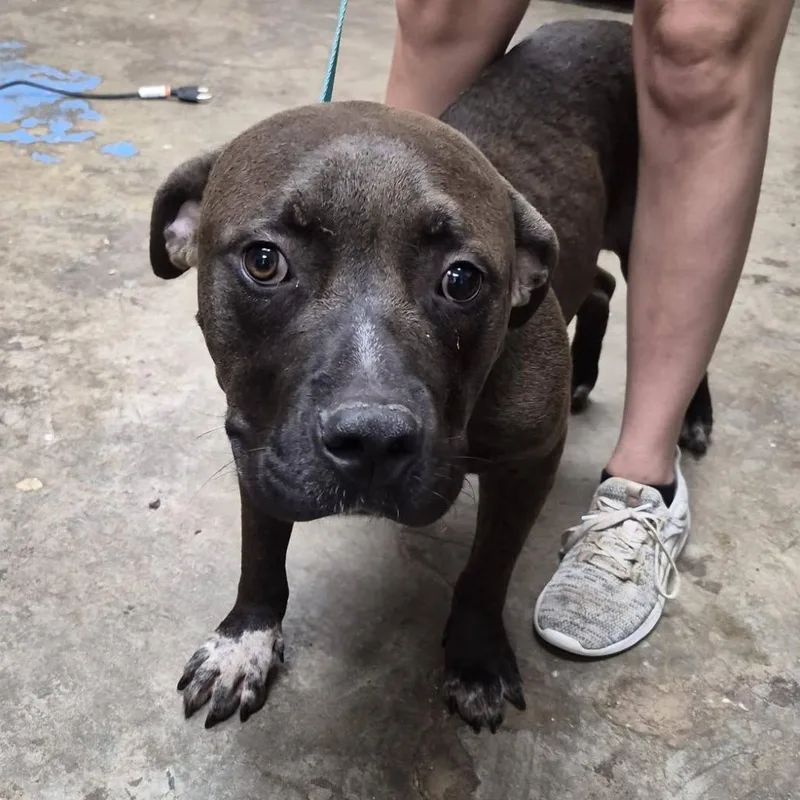 An adult medium-sized male Brown / Chocolate Pit Bull Terrier dog named Achilles for adoption in Cleveland, MS