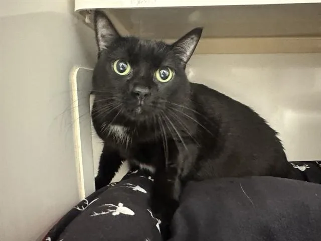 An adult small-sized female Domestic Short Hair cat named Baby for adoption in Saint Louis, MO