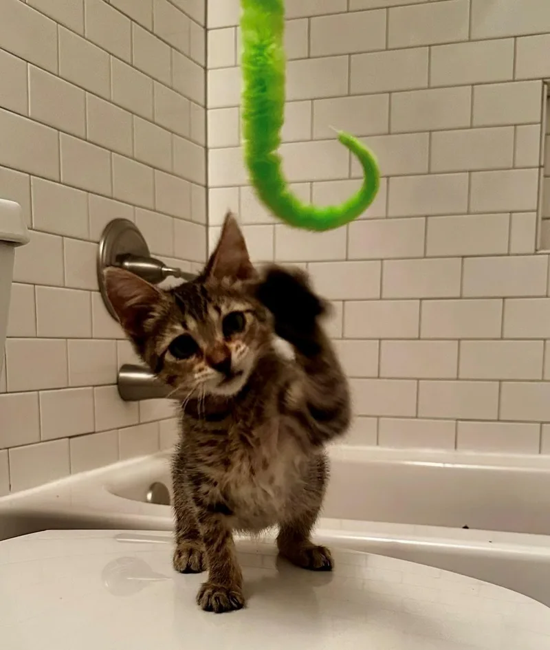 A young medium-sized female Tabby (Tiger Striped) American Shorthair cat named Soleil for adoption in Houston, TX
