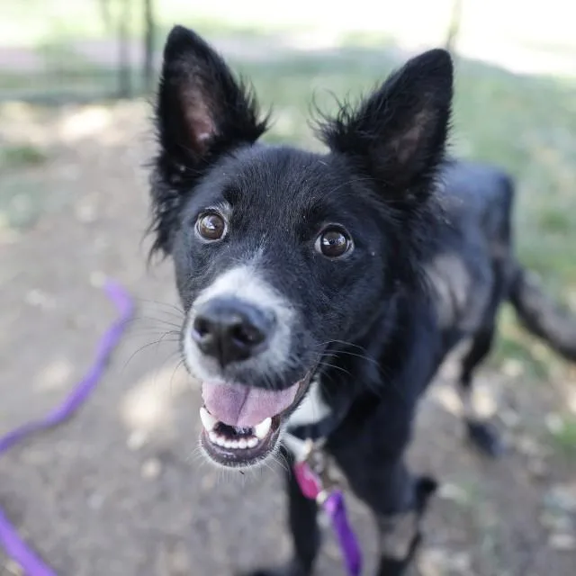 A young medium-sized male Border Collie dog named Cotton for adoption in San Antonio, TX